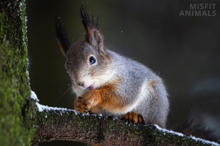 Are Squirrels Nocturnal? When Are Squirrels Most Active?