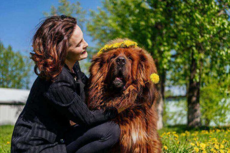 Are Tibetan Mastiffs Aggressive? Are They Dangerous?