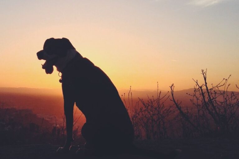 Why Is My Dog Panting At Night? 14 Common Reasons