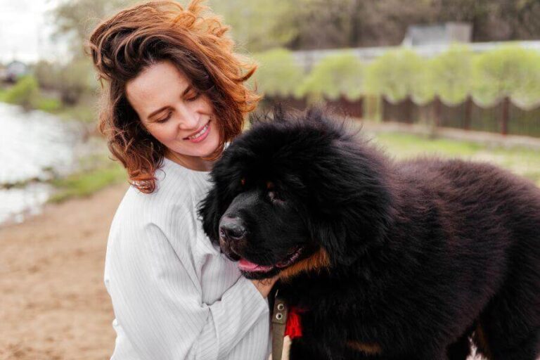 Do Tibetan Mastiffs Shed? (Tibetan Mastiff Grooming Needs)