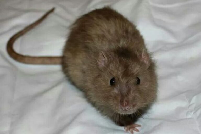 Types Of Pet Rats Breeds, Colors & Patterns Of Fancy Rats