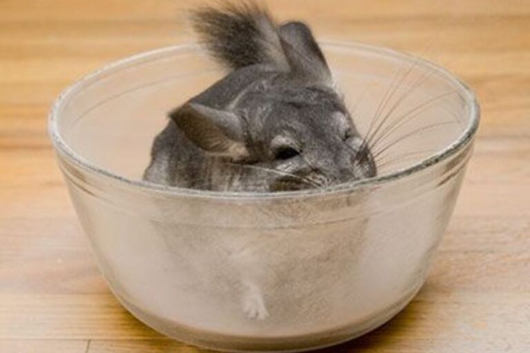 Why Do Chinchillas Take Dust Baths? (They Don't Like Water)