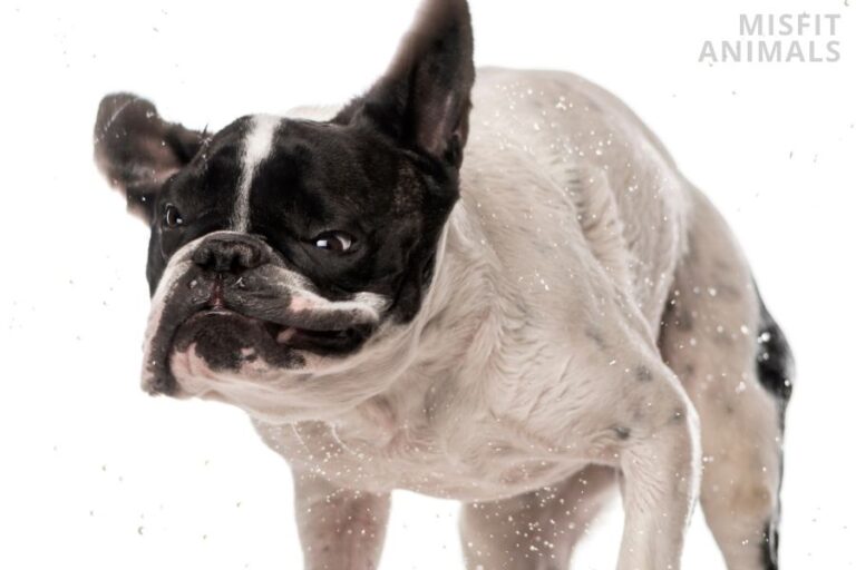 8 Reasons Why Your Diabetic Dog Is Shaking & How To Stop It