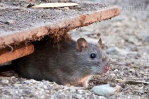 Do Rats Come Out During the Day