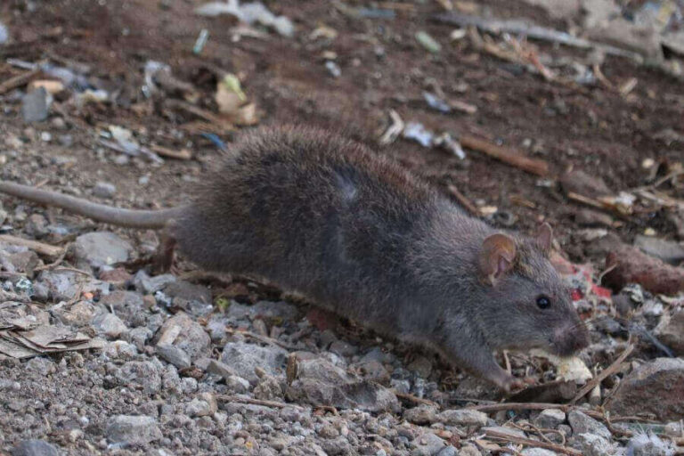 Do Rats Eat And Kill Mice? (Why And When It Happens)