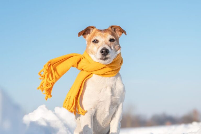 Do Jack Russells Shed? (Why They Shed And How To Control It)