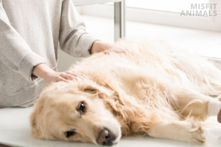 My Dog Got Neutered And Keeps Crying What To Do