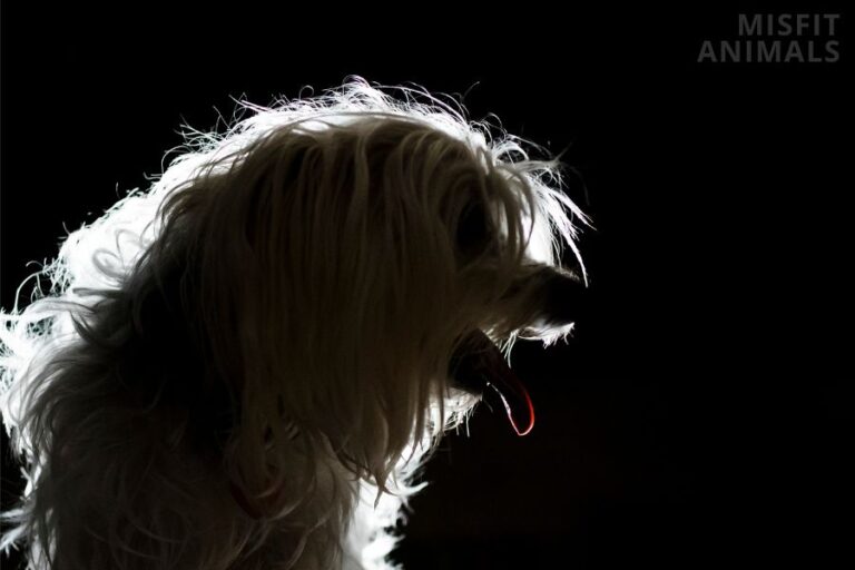 Why Is My Dog Panting At Night? 14 Common Reasons