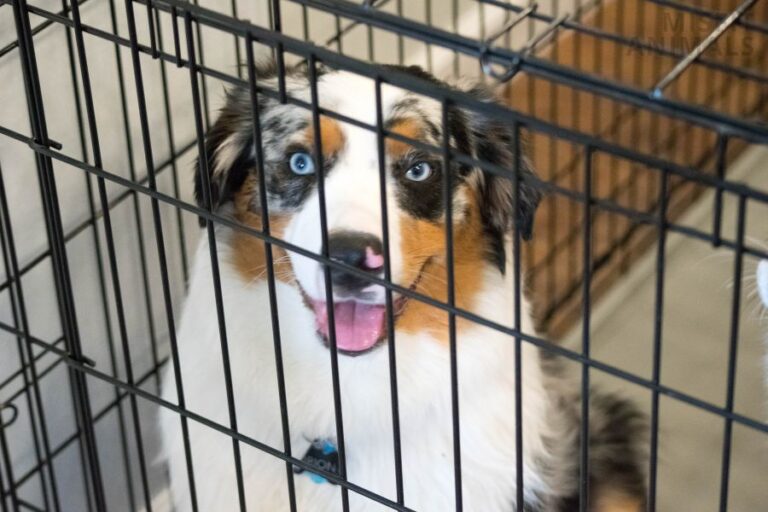 7 Reasons Why Dogs Pant In Their Crate & Crate Training Tips