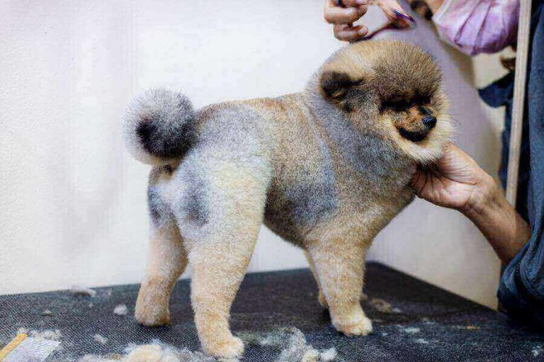 Why Is My Dog Shivering & Shaking After Grooming?