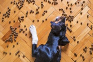 Dog Shaking After Eating