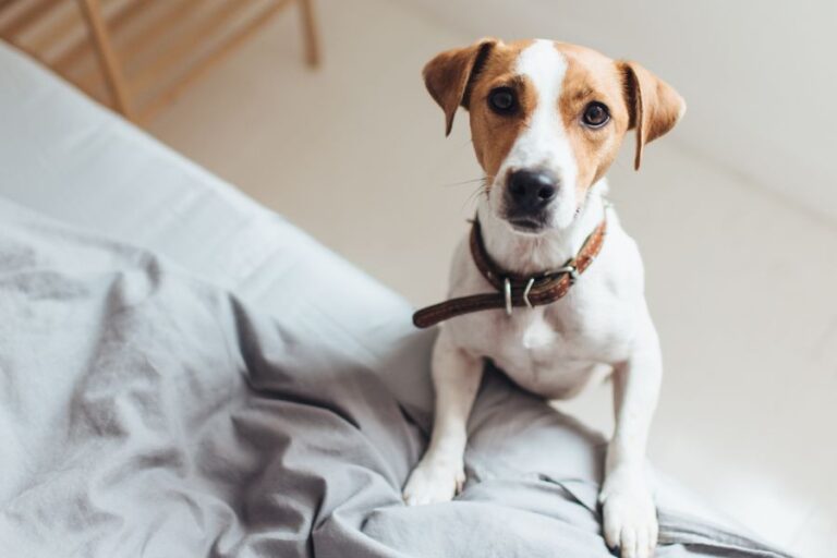 8 Reasons Why Your Diabetic Dog Is Shaking & How To Stop It