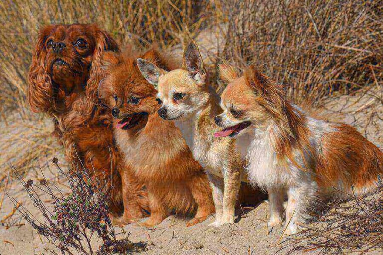 How Do Dogs Get Fleas? (8 Ways Fleas Infest Dogs)