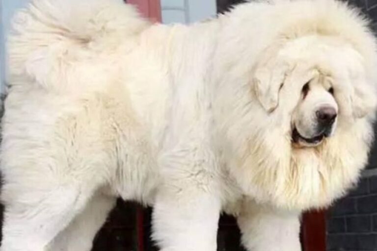 Do Tibetan Mastiffs Shed? (Tibetan Mastiff Grooming Needs)