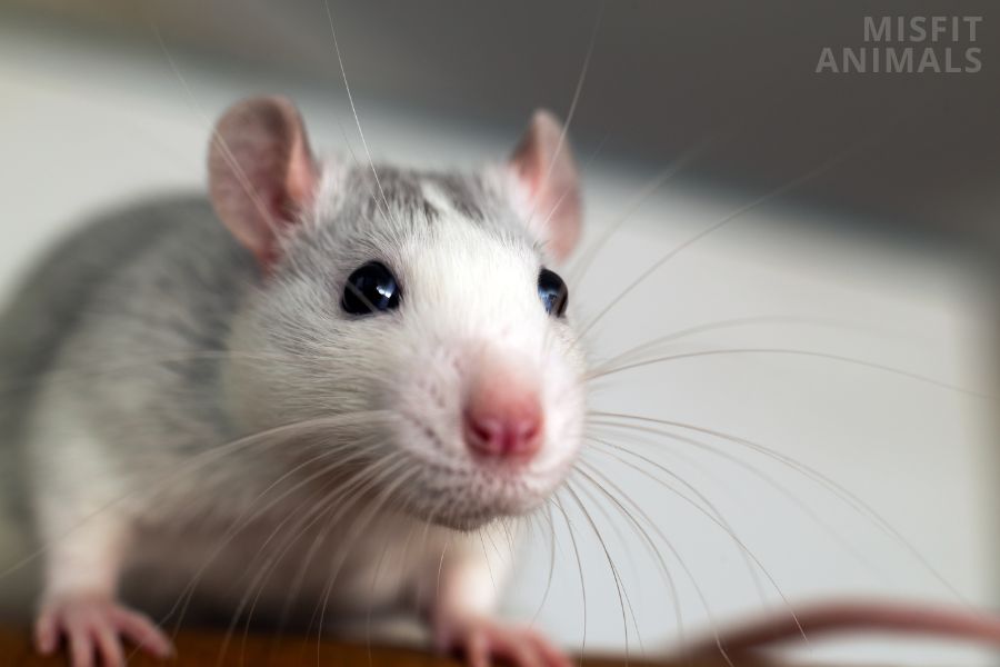 How Big Do Rats Get Pet Rats Vs Wild Rats Size