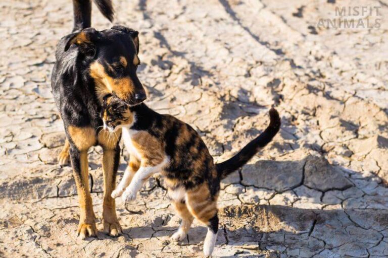 How Do Dogs Get Fleas? (8 Ways Fleas Infest Dogs)