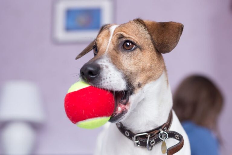 Why Is My Dog Whining And Carrying A Toy? (What To Do)