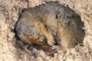 Do Squirrels Hibernate? How Do They Survive The Winter?