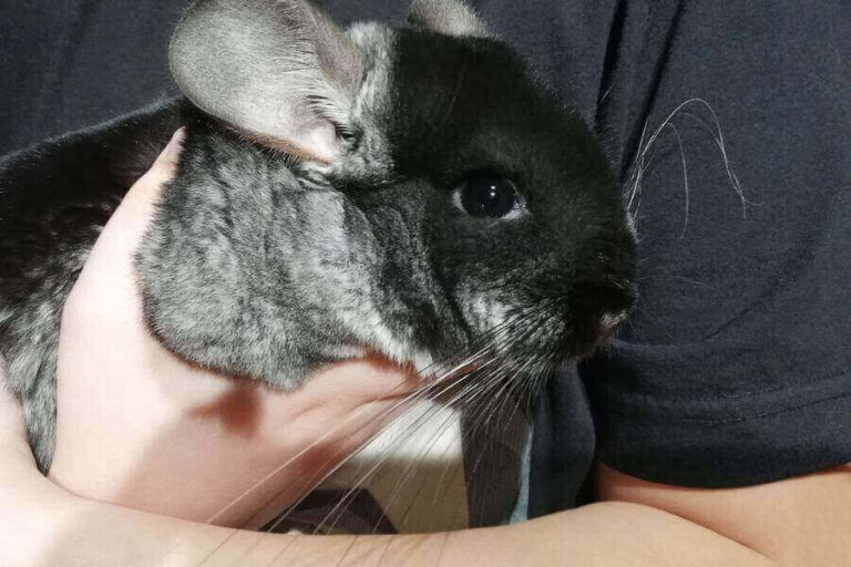 Chinchilla Lifespan How Long Do Chinchillas Live?