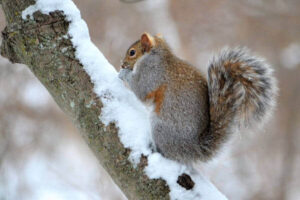 Do Squirrels Hibernate? How Do They Survive The Winter?