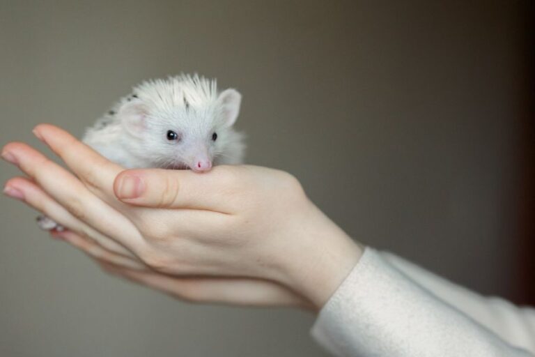 Can You Keep Hedgehogs As Pets? (What They Need)