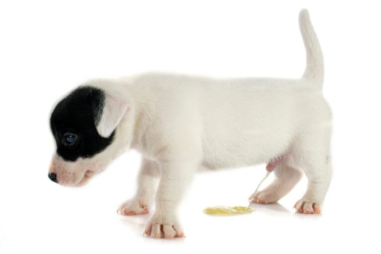 Why Does My Dog Whine And Cry In The Morning?