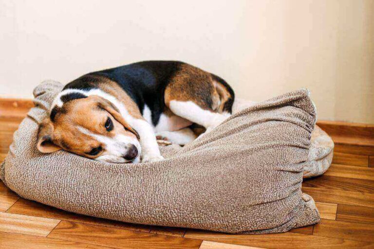 My Dog Is Crying And Throwing Up What Can I Do?