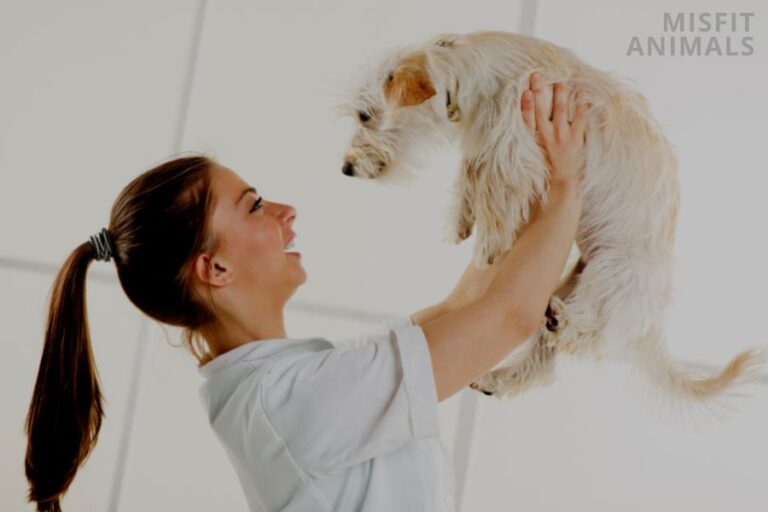 How To Treat Ticks On Dogs (9 Best Ways To Get Rid Of Ticks)