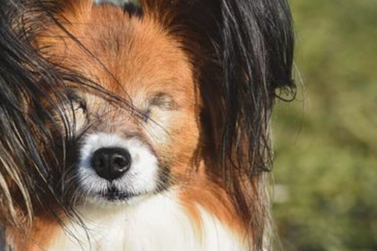 Blindness In Diabetic Dogs Causes, Treatment & Prevention