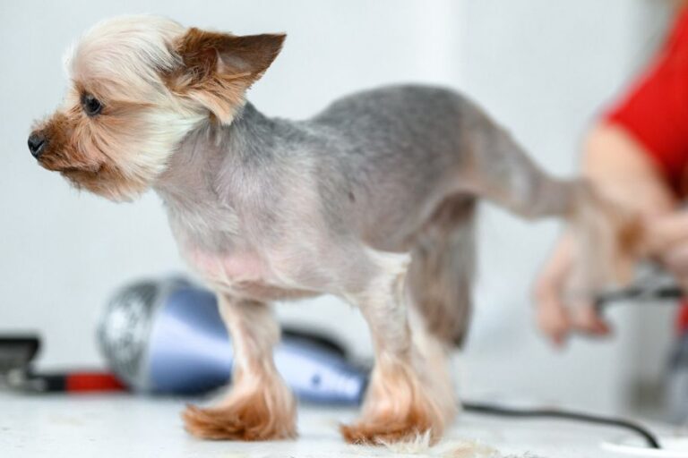 Why Is My Dog Shivering & Shaking After Grooming?