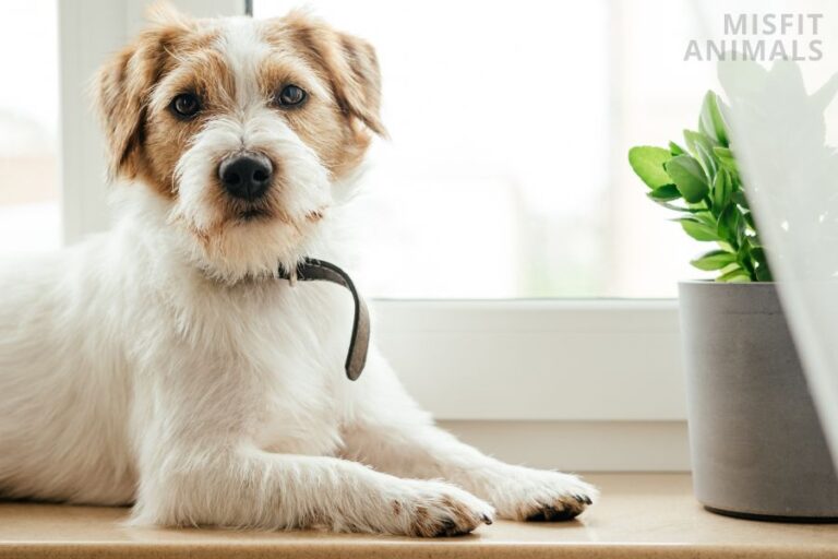 LongHaired Jack Russell Terrier Appearance, Needs, & Cost