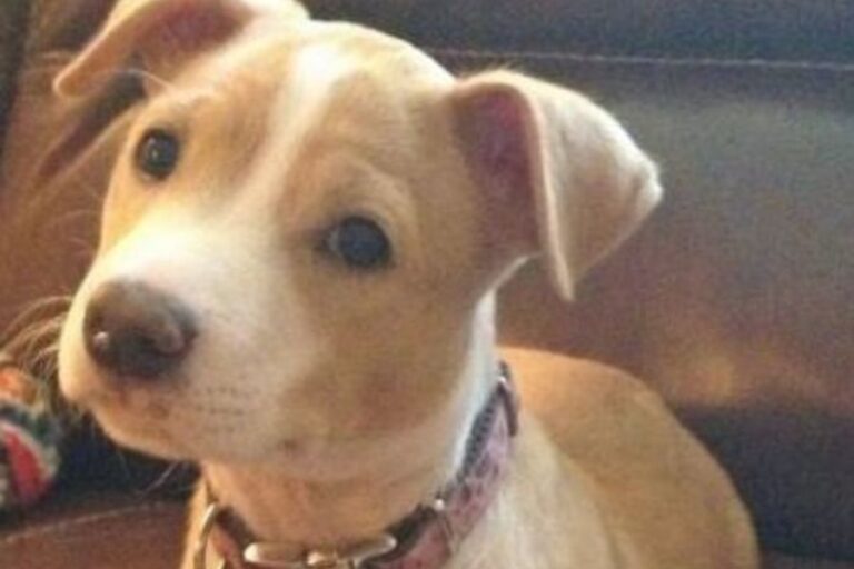 Jack Russell Pitbull Mix (Jack Pit) The Breed Specifics