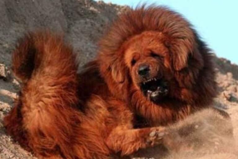 Tibetan Mastiff Size & Growth Chart How Big Do They Get?