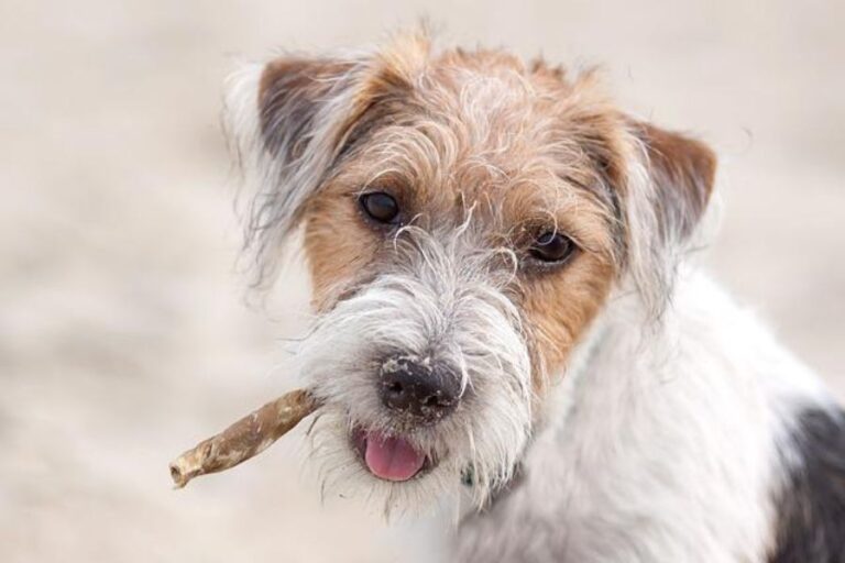 LongHaired Jack Russell Terrier Appearance, Needs, & Cost