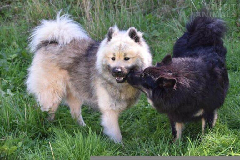 How To Stop A Male Dog From Whining When Female Is In Heat