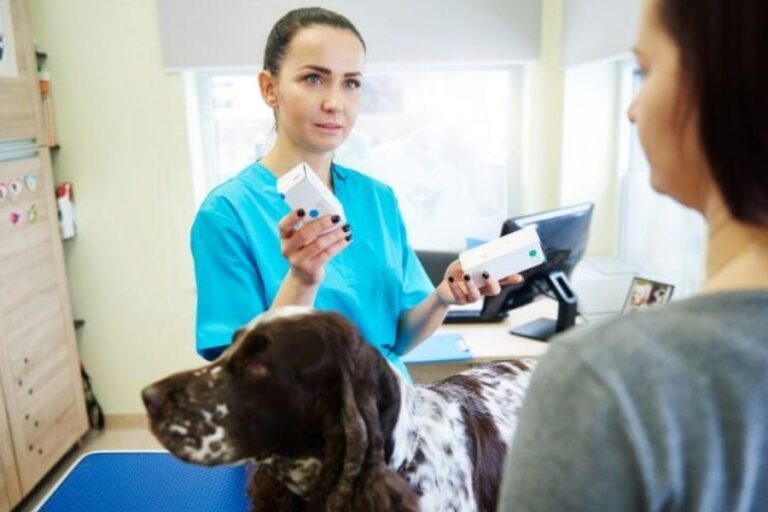 Dog Panting After Surgery 3 Reasons Why & Aftercare Tips