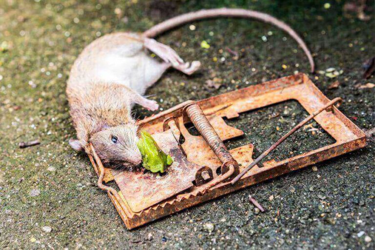 Rat Lifespan How Long Do Rats Live? Misfit Animals