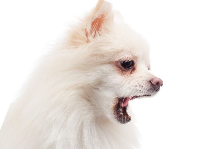 Diabetic Dog Throwing Up Why It Happens & What To Do