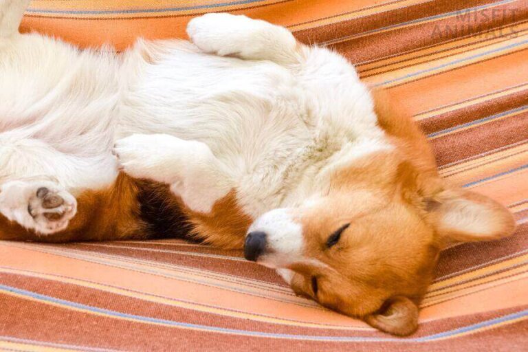 My Dog Ate 10 Mg Melatonin Should You Worry? (What To Do)