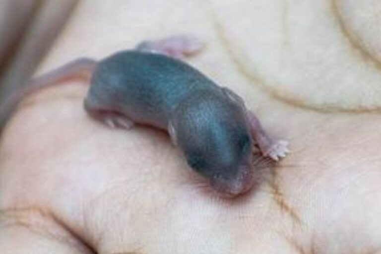 Rat Lifespan How Long Do Rats Live? Misfit Animals