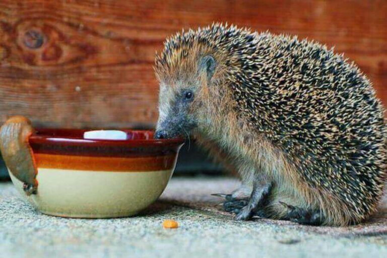 Hedgehog Diet What Do Hedgehogs Eat? (How To Feed Them)