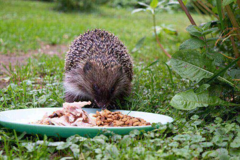 Hedgehog Diet: What Do Hedgehogs Eat? (How To Feed Them)