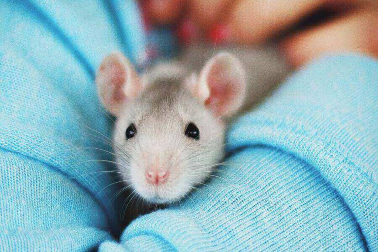 Types Of Pet Rats Breeds, Colors & Patterns Of Fancy Rats