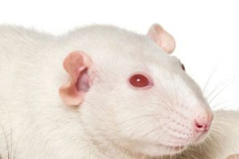 Types Of Pet Rats Breeds, Colors & Patterns Of Fancy Rats