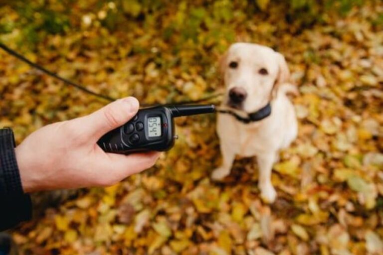 Do Bark Collars Work For Whining? Why They Do And Don't