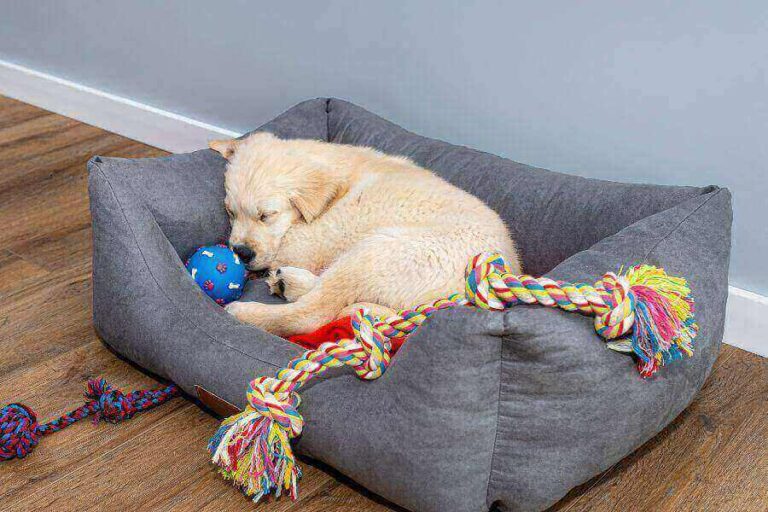 How To Stop Your Puppy Crying In A Playpen & Why It Happens