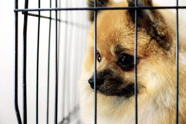 How To Stop Your Puppy Crying In A Playpen & Why It Happens