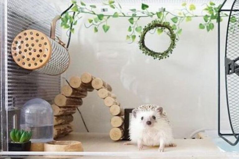 African Pygmy Hedgehog Appearance, Behavior, And Pet Care