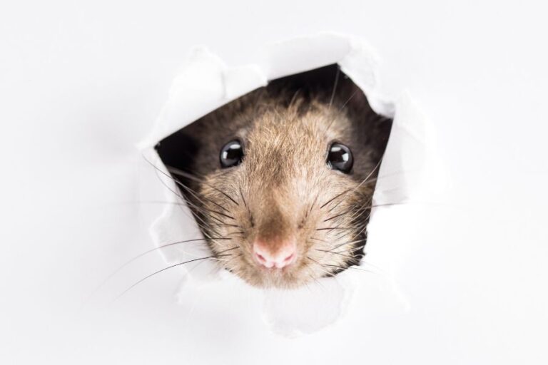 Do Rats Come Out During The Day? (Rats' Activity Pattern)