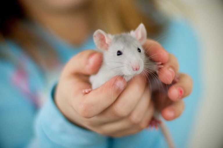 Are Rats Good Pets? 7 Reasons Why Rats Make Good Pets | Misfit Animals
